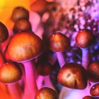 Magic mushrooms can improve human health and promote quality of life ﻿