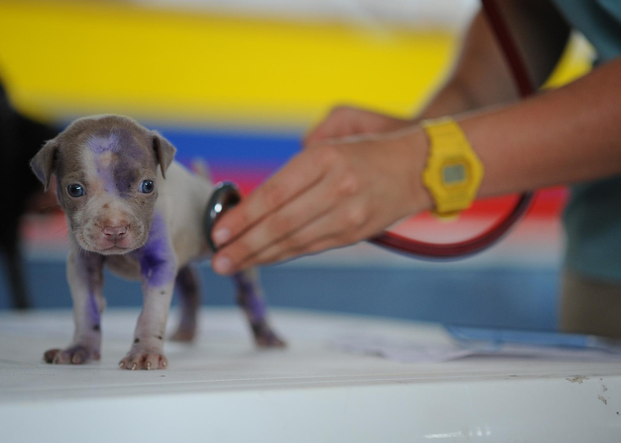Dog, puppy, canine — Are You Suffering Because of Your Facial Acne?