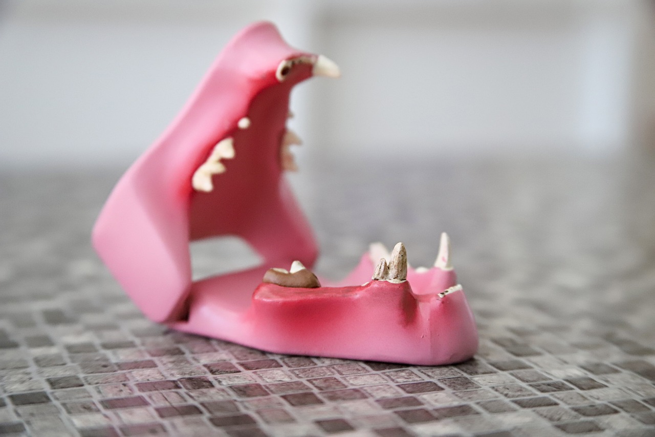 Teeth, jaw model, nature — Expected Conditions Before, During and After dental implant Surgery