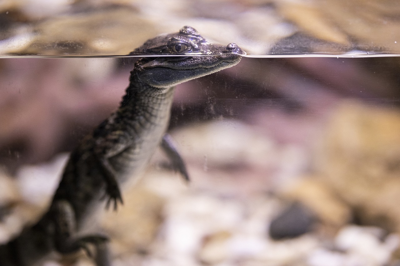 Crocodile, reptile, baby — Get Quality International Dental Care in Bangkok