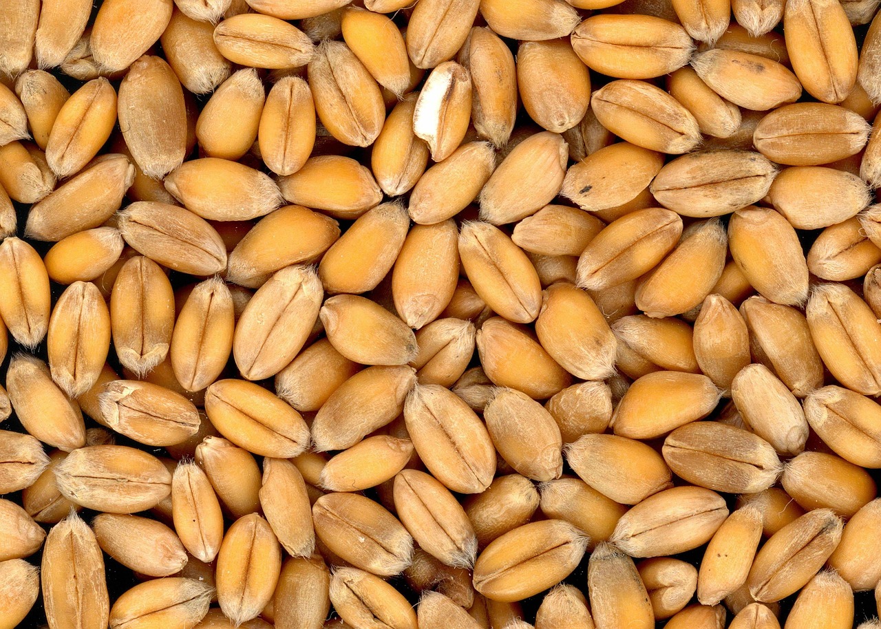 Wheat, mac wallpaper, cool backgrounds — Health Insurance Plans for Parents or Senior Citizens in India