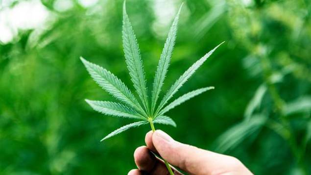 Know About the Different Species of Cannabis