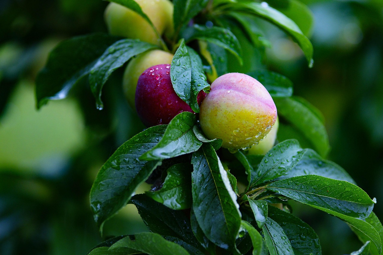 Pear, fruit, pears — Optimistic Affirmations: Is It Possible That They're False?
