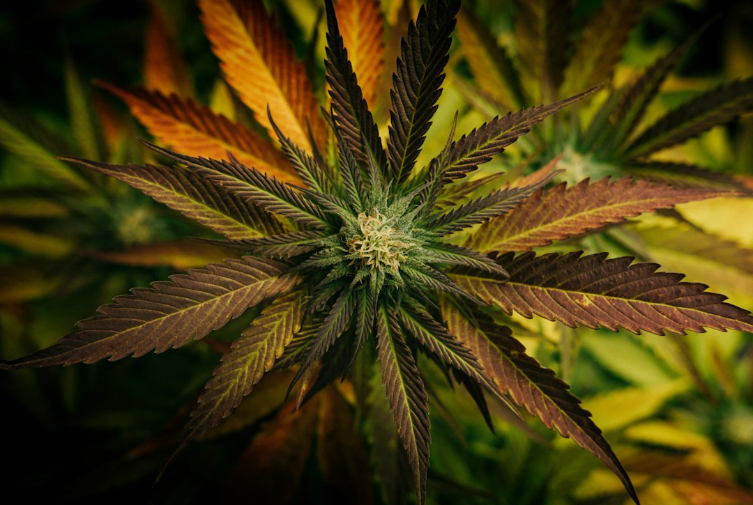 cannabis concentrate